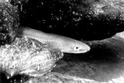 杭の設計・施工管理システム「ANAGO」アナゴ？