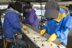 養殖稚魚選別をＡＩで効率化する技術