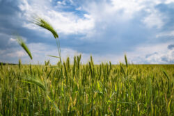 ＡＩ＋画像解析技術で加速するスマート農業