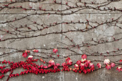 自己治癒コンクリート、ドローンによる自動散布実現へ