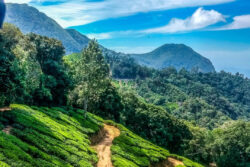 テラドローン、精度10cm以内の山地現況測量を実施