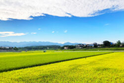 農地の生育状況をスマホアプリ＋ドローンでかんたん確認