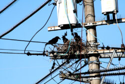 画像認識AIを活用したカラスの巣の検知サービス