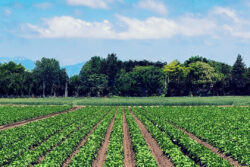 西松建設 ✕ グリーンラボ　「OKIPPA_Green」による栽培環境のモニタリングと最適な空調管理で収穫量の増加と品質向上を確認。