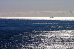 鹿島建設　消失が危惧される地域固有の大型海藻類を再生する技術を確立。