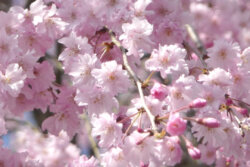 三井住友建設  樹木リスク評価システム「tree AI（ツリーアイ）®」の基本システム開発が完了。